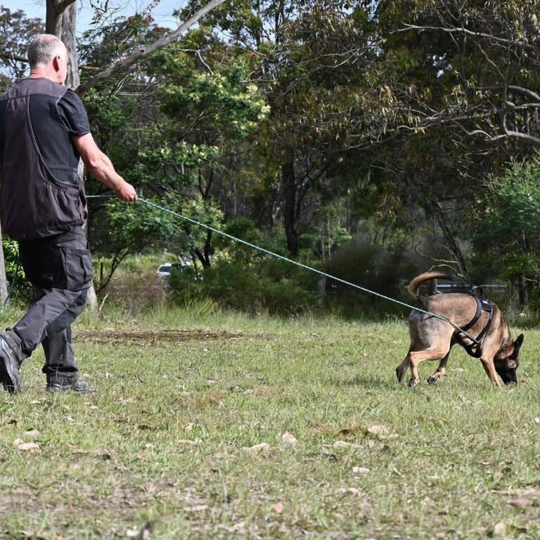 Dog Day Care vs Dog Training